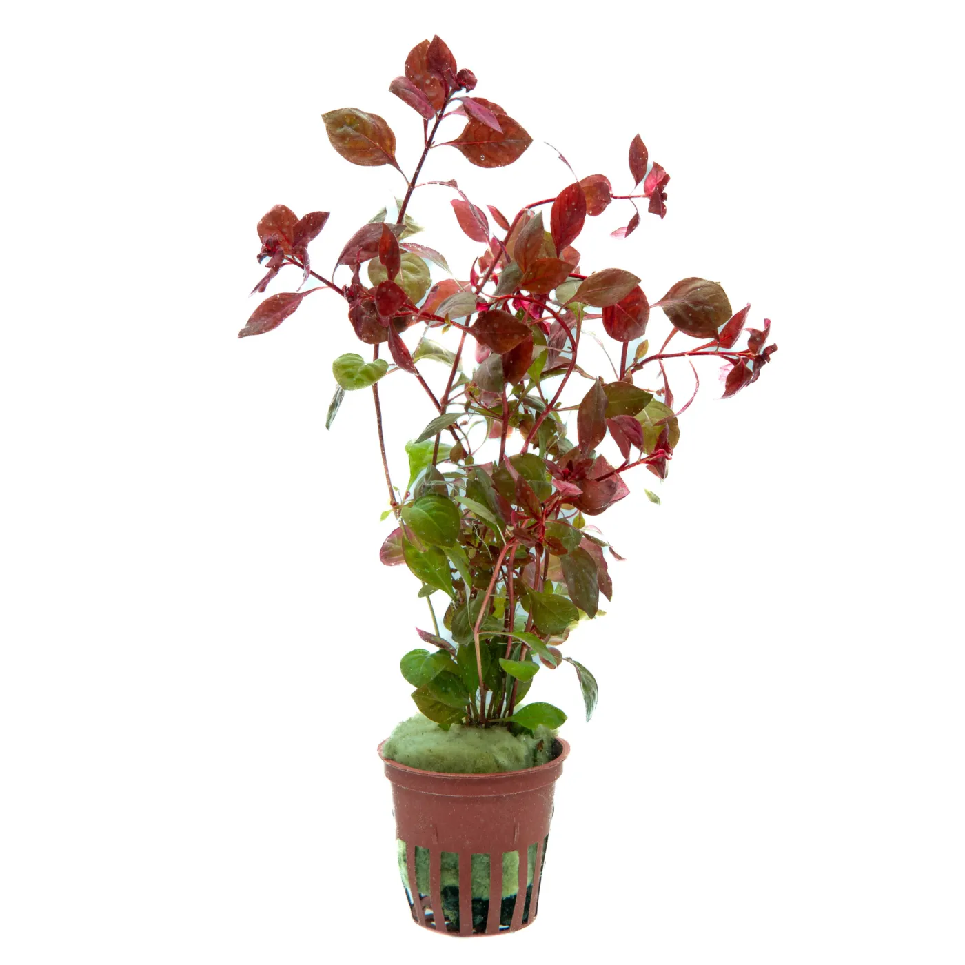 Ludwigia palustris "Super Red"