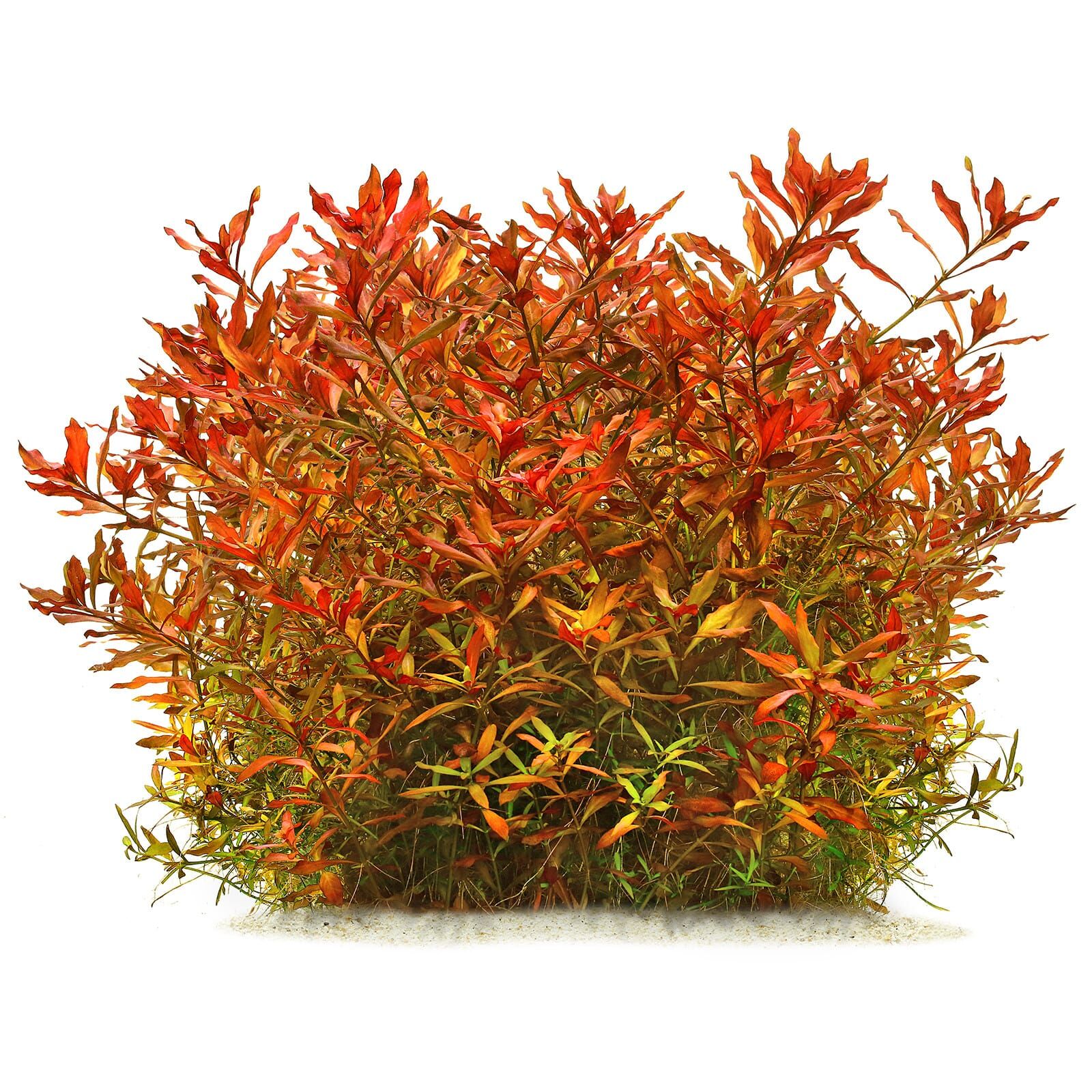 Ludwigia repens × arcuata - in Vitro