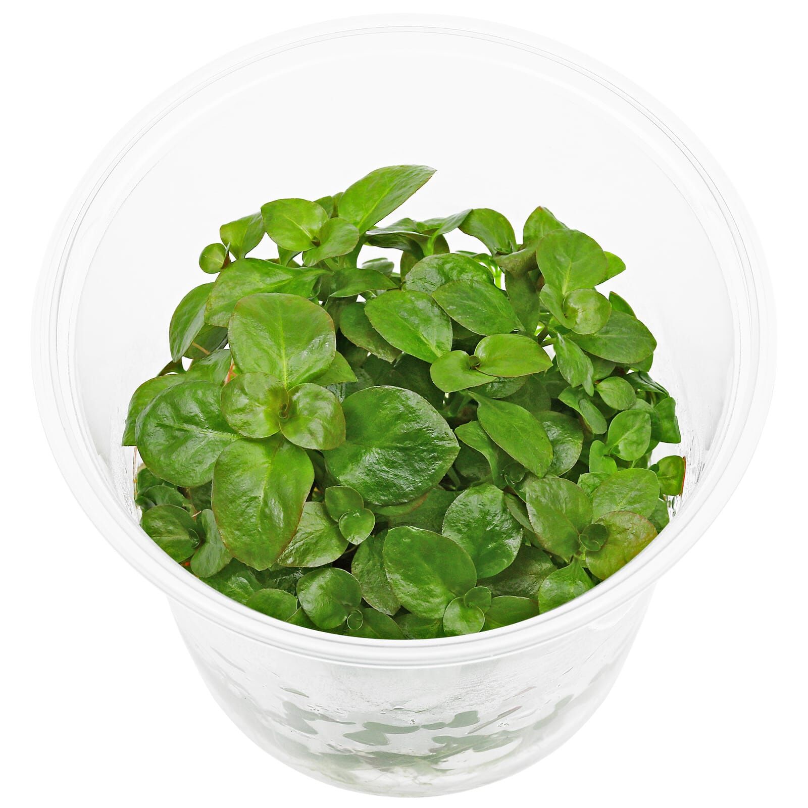 Ludwigia repens - in Vitro