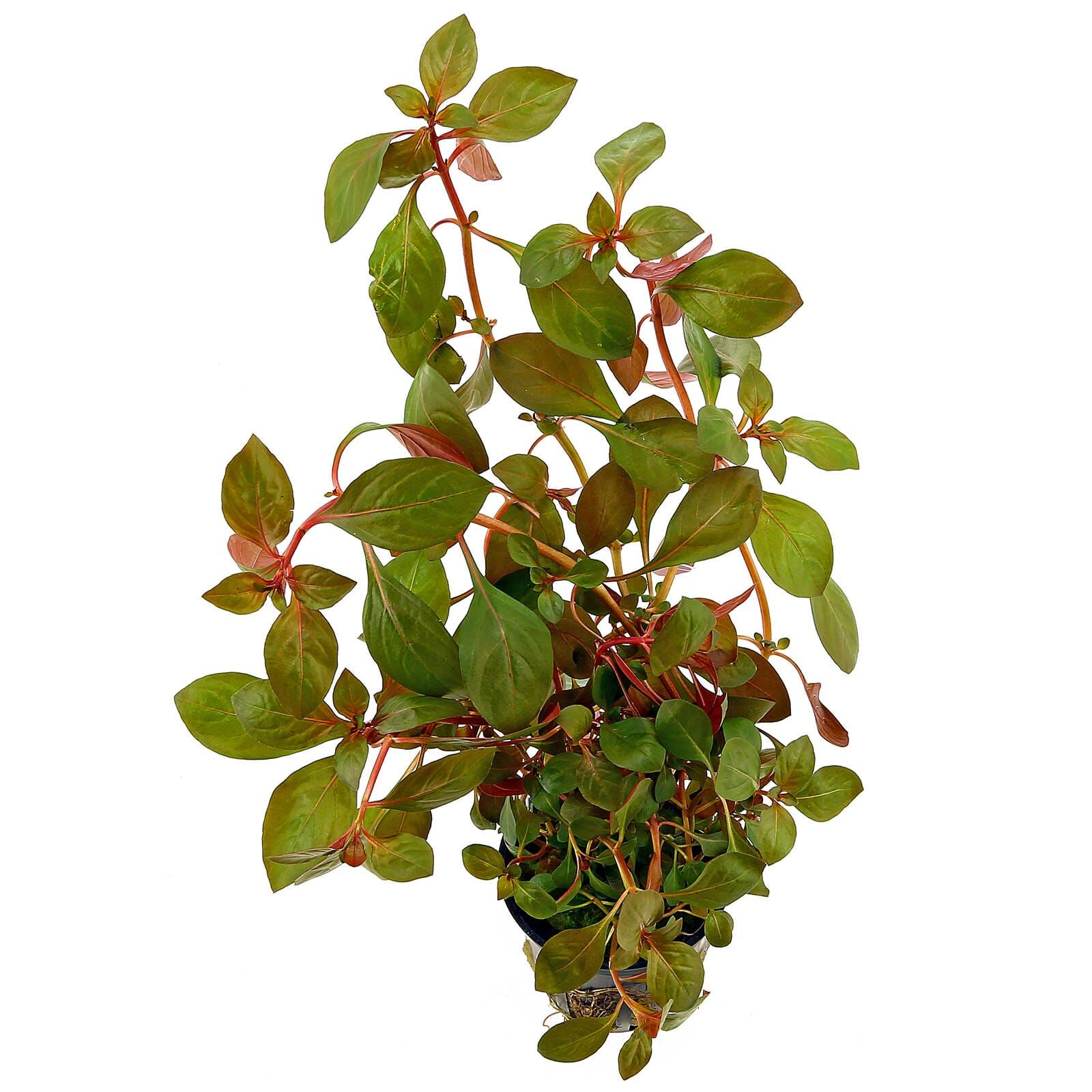 Ludwigia "Rubin"