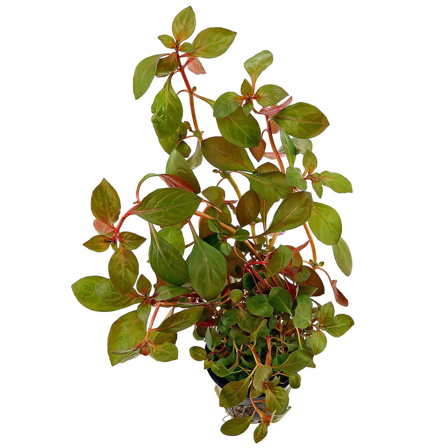 Ludwigia "Rubin"