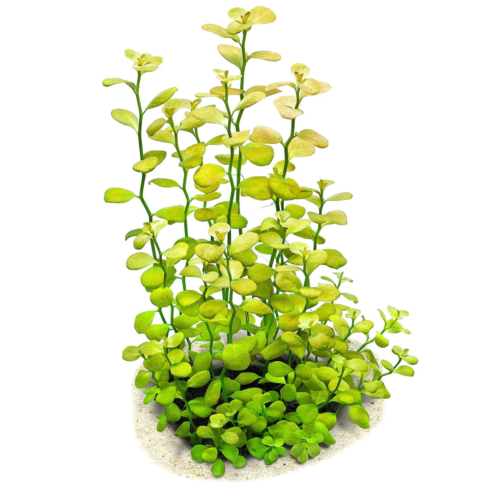Ludwigia sp. "Marilia"