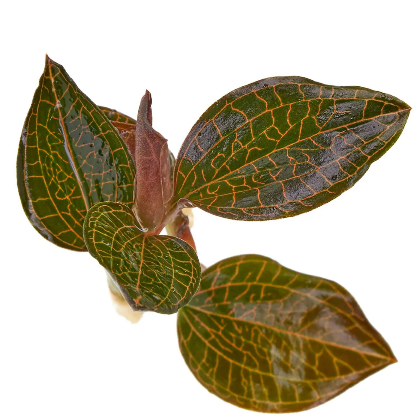 Macodes Anoectochilus roxburghii "Firebird" | Firebird Juwelorchidee - 1 Ableger in Torfmoos