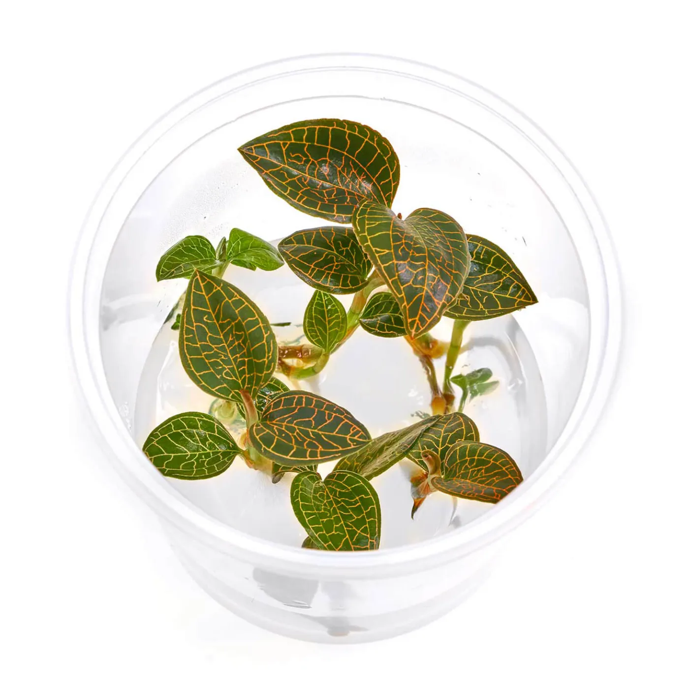 Macodes Anoectochilus roxburghii "Firebird" | Firebird Juwelorchidee - in vitro