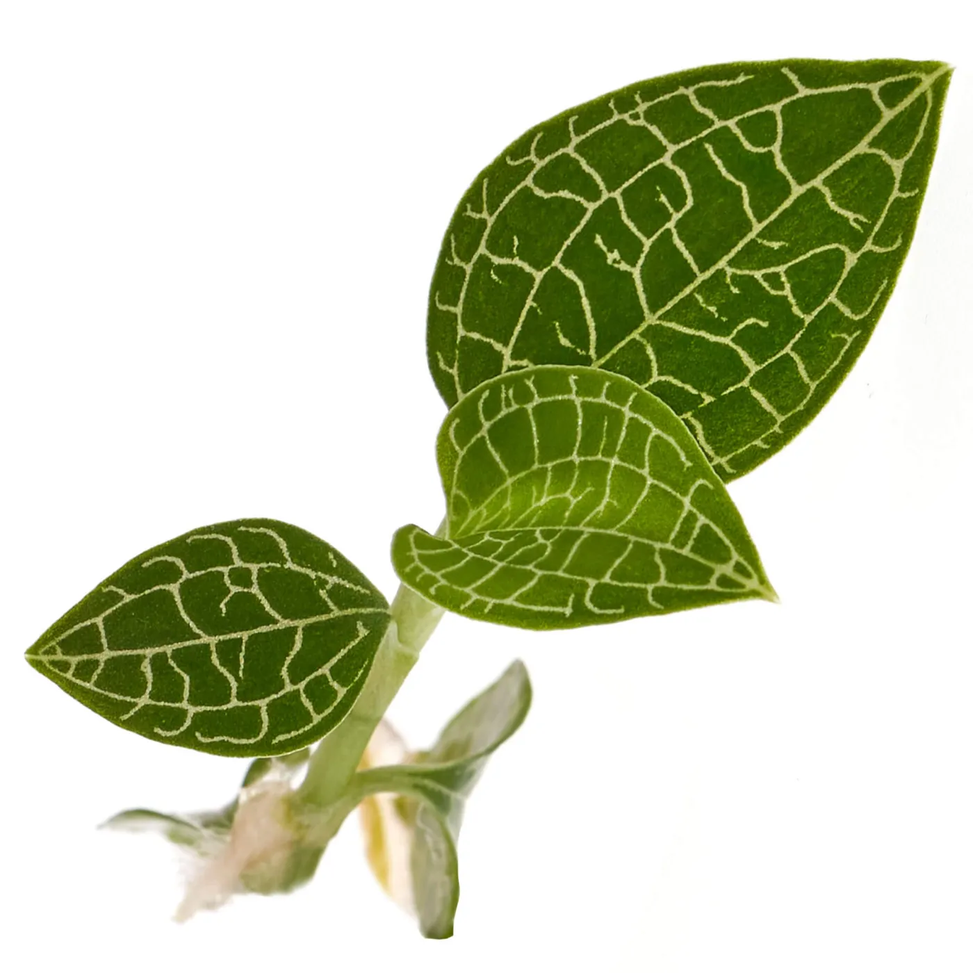 Macodes Anoectochilus roxburghii "Silver Mine" | Silberne Juwelorchidee - 1 Ableger in Torfmoos