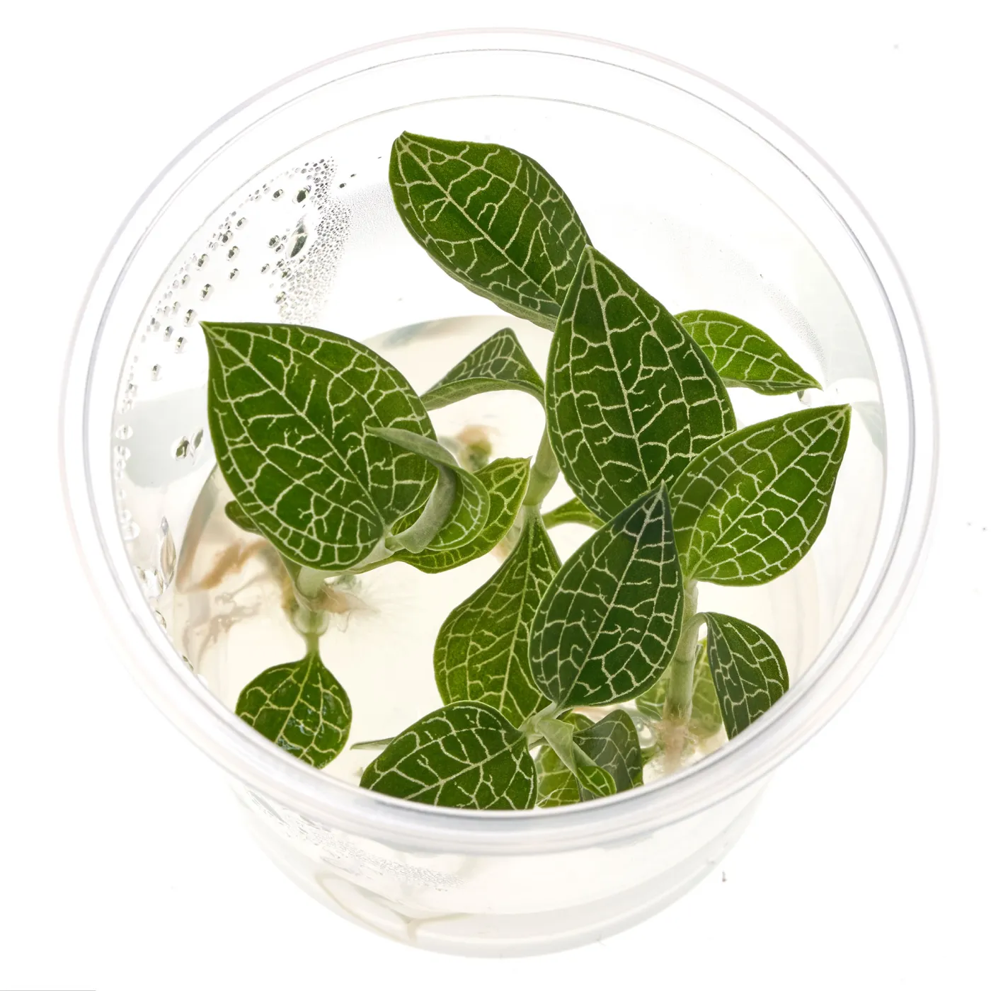 Macodes Anoectochilus roxburghii "Silver Mine" | Silberne Juwelorchidee - in vitro