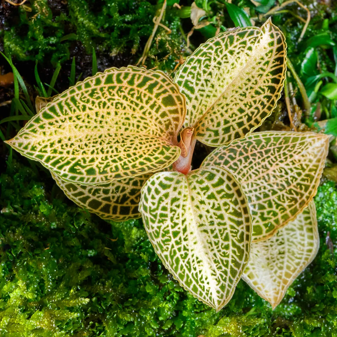 Macodes Anoectochilus roxburghii "Skeleton Hybride" | Skelett Juwelorchidee - 1 Ableger in Torfmoos