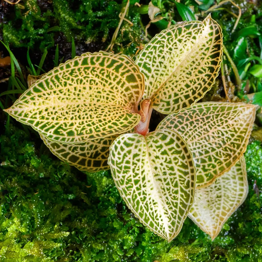 Macodes Anoectochilus roxburghii "Skeleton Hybride" | Skelett Juwelorchidee - 1 Ableger in Torfmoos