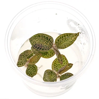 Macodes Anoectochilus roxburghii "Skeleton Hybride" | Skelett Juwelorchidee - in vitro