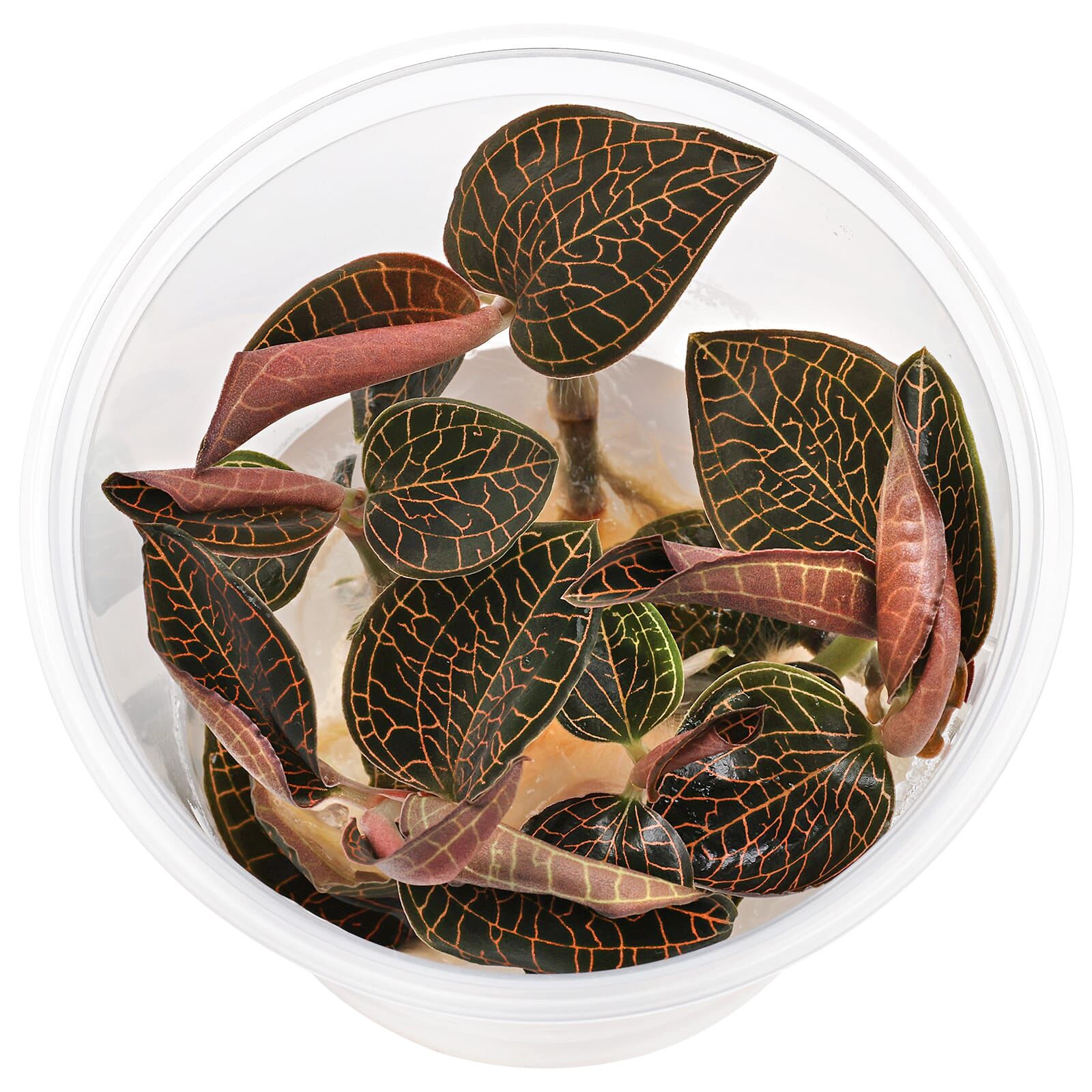 Macodes "Firebird" - in Vitro