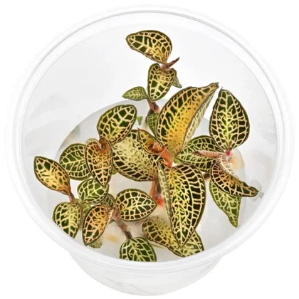 Macodes "Goldnetz" / Juwelorchidee "Goldnetz