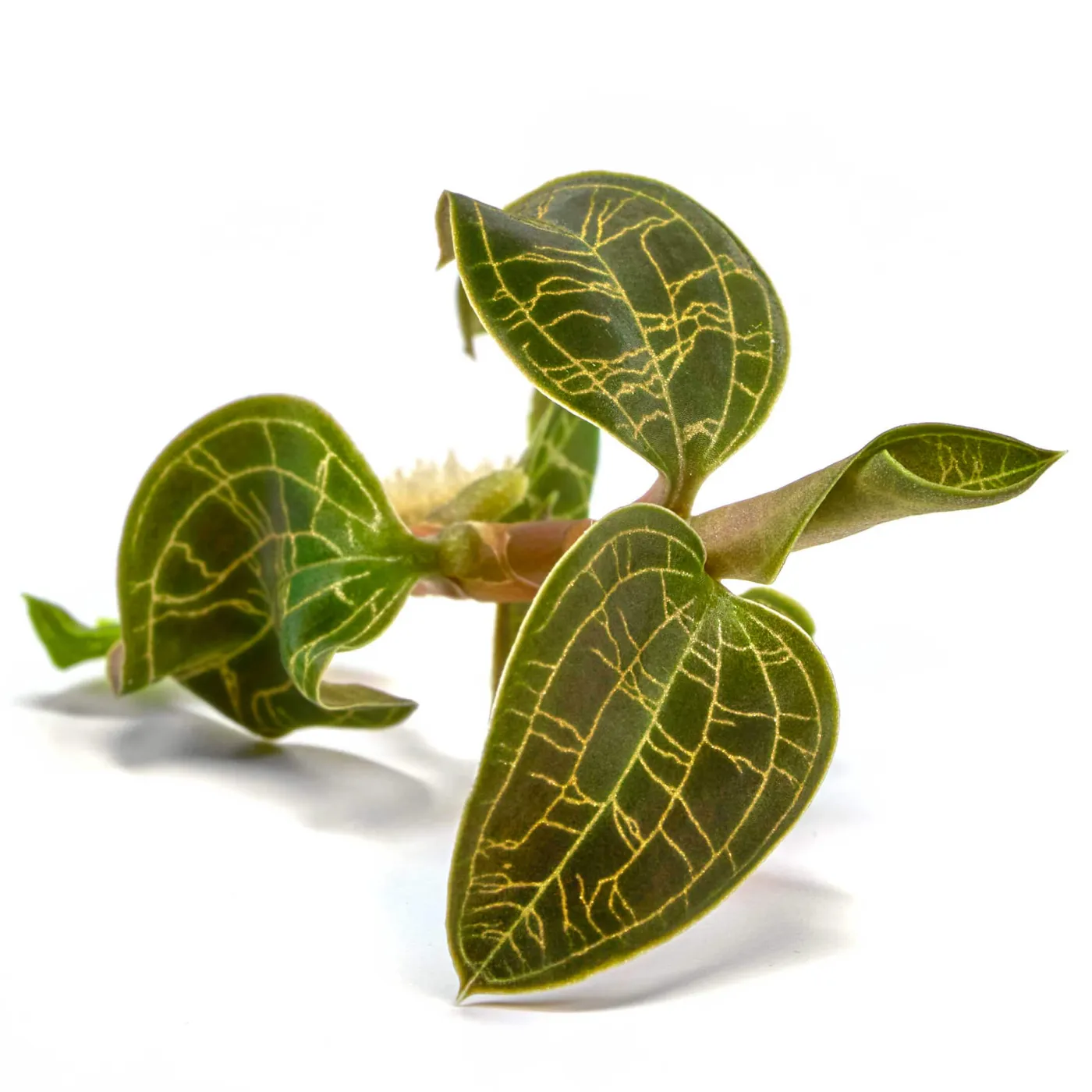 Macodes Petola | Juwelorchidee - 1 Ableger in Torfmoos