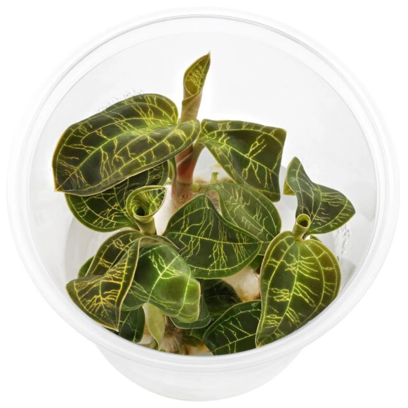 Macodes Petola | Juwelorchidee - in vitro