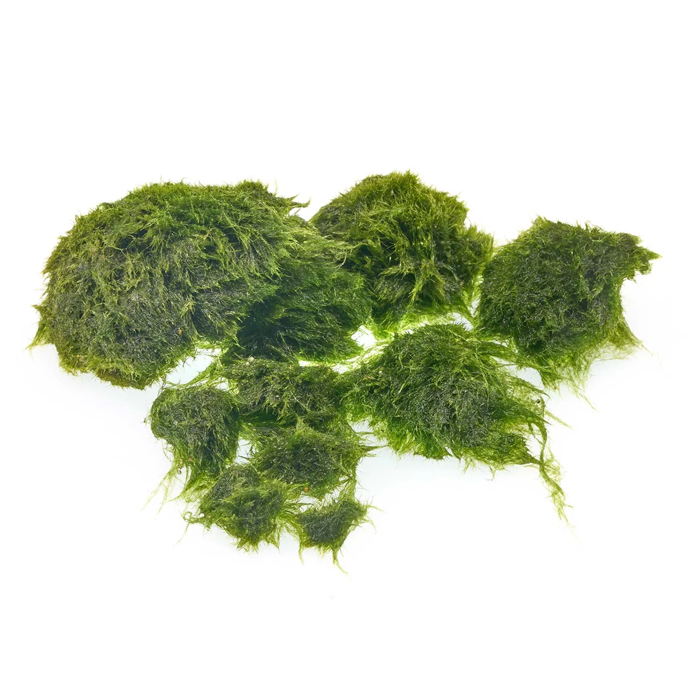Marimo Moosstücke | Portion im Becher - Perfekt für natürliche Aquariengestaltung