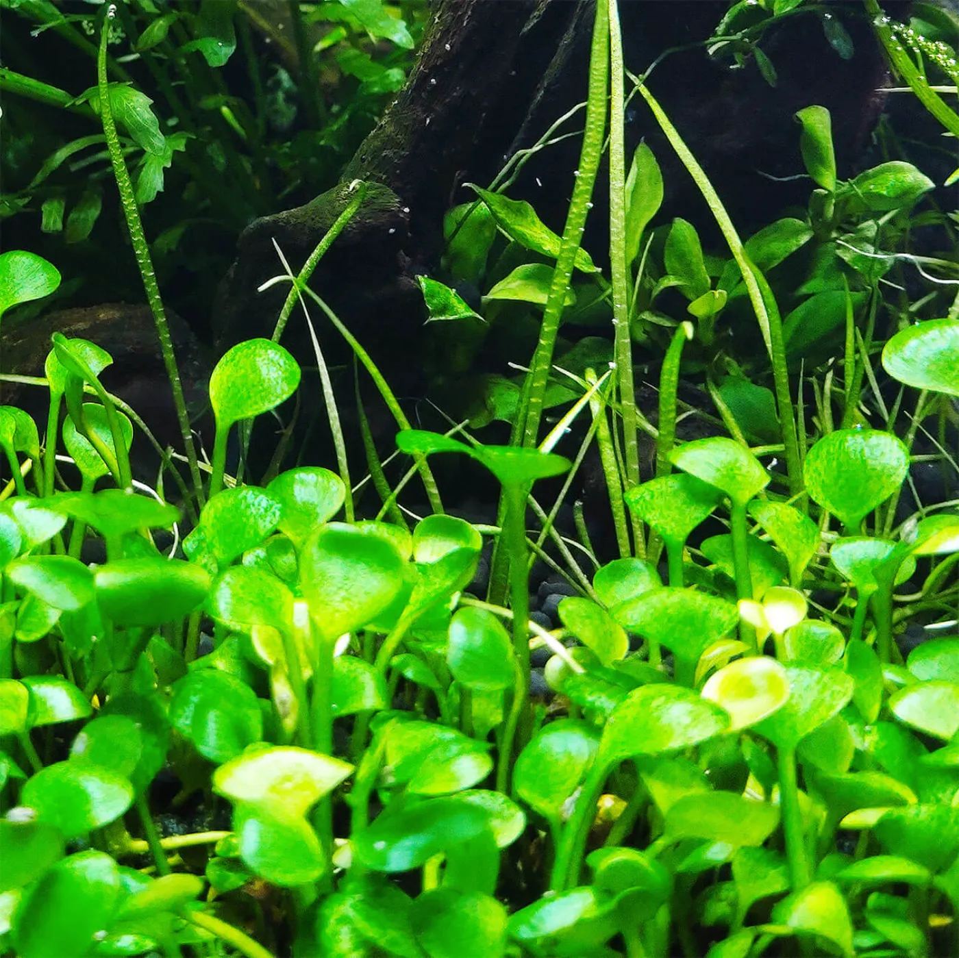 Marsilea crenata | Zwergkleefarn - in vitro XL 8,5cm