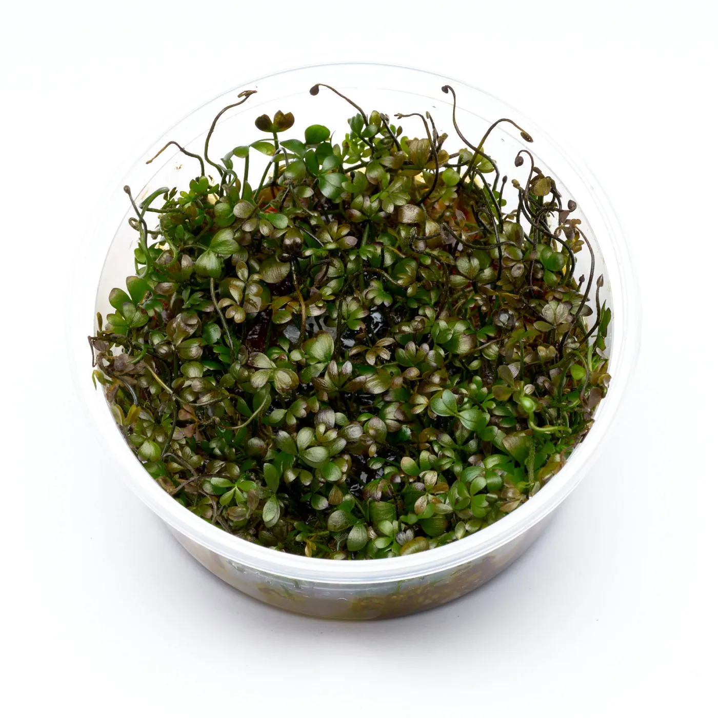Marsilea hirsuta | Australischer Kleefarn - in vitro XL 8,5cm