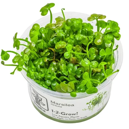 Marsilea hirsuta