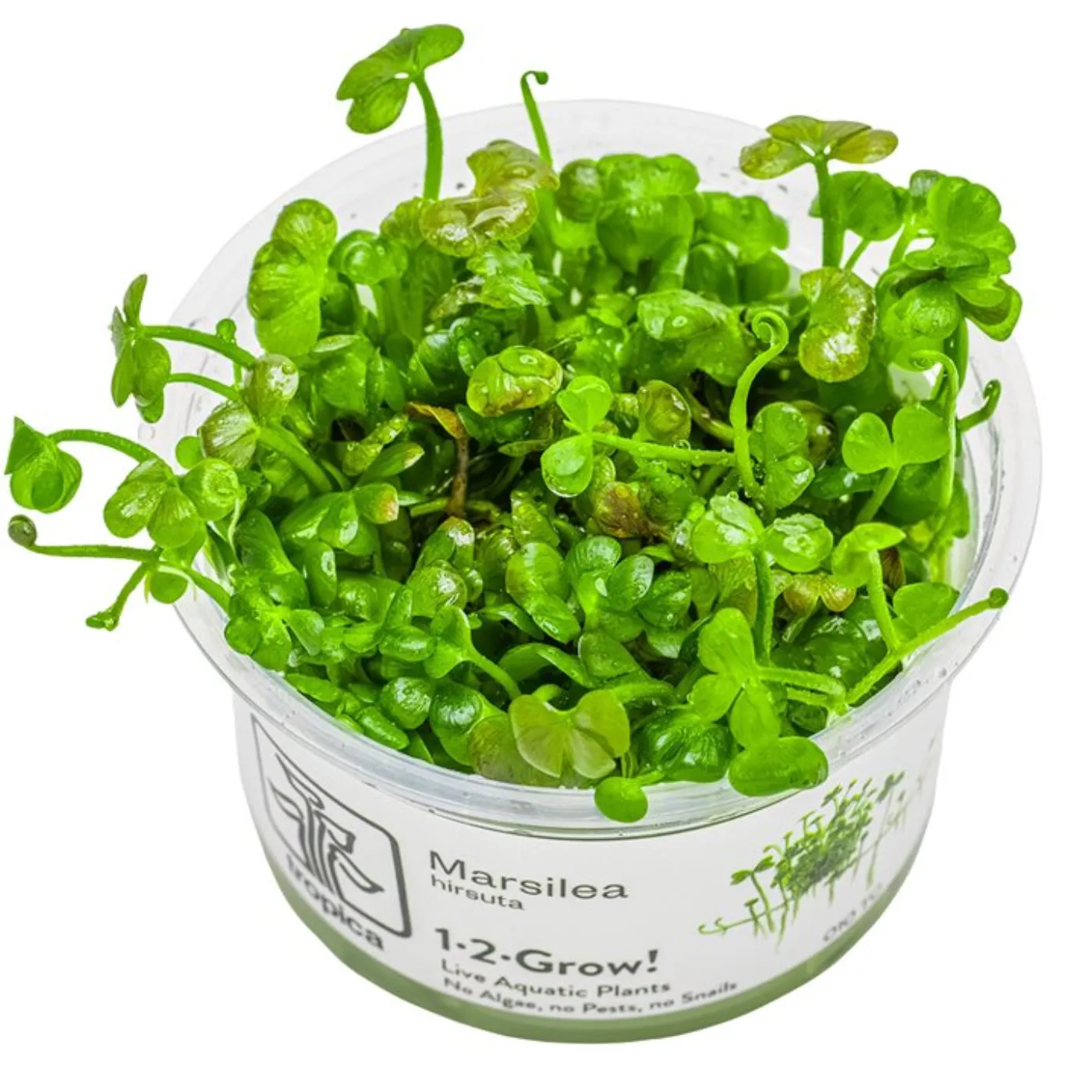 1-2-GROW! Zwergkleeblatt / Marsilea hirsuta