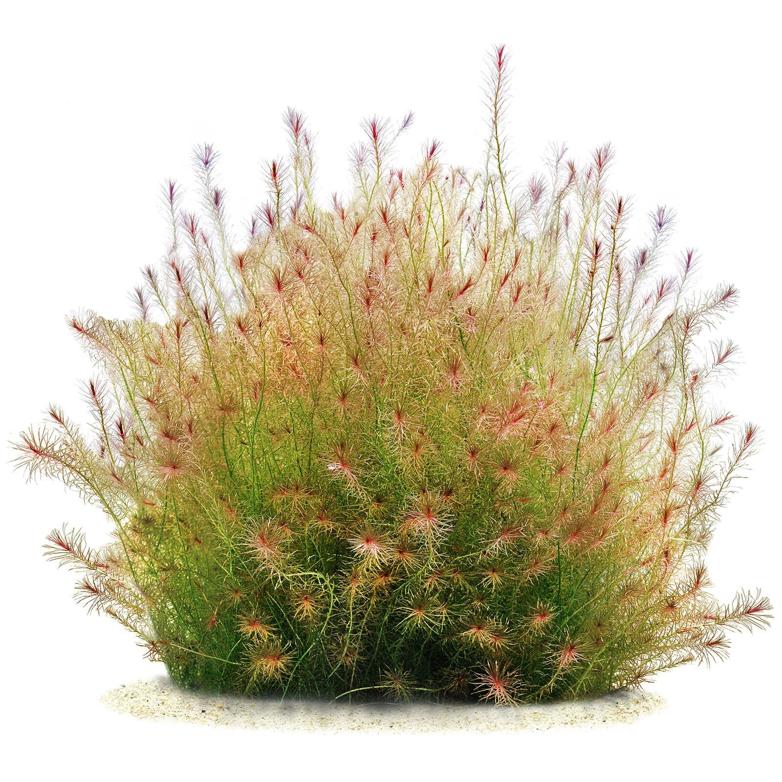 Mayaca sp. "Santarem Red" - in Vitro