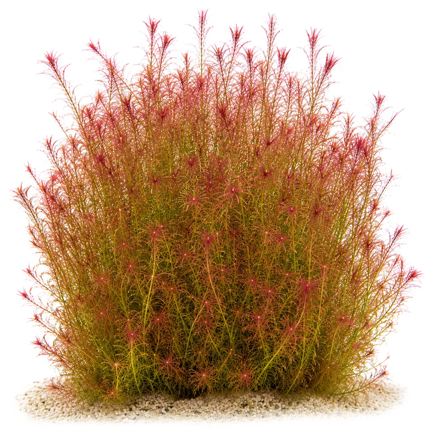 Mayaca sp. "Santarem Red" | Santarém Mooskraut - in vitro XL - Ø 8,5cm