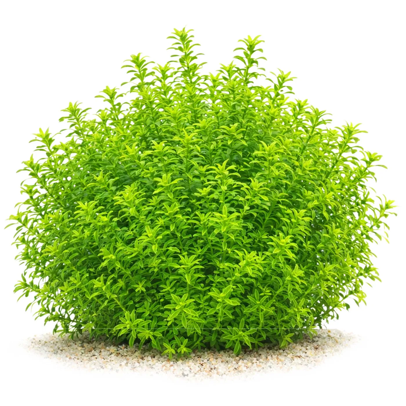 Hemianthus glomeratus / micranthemoides | Zierliches Perlenkraut - in vitro