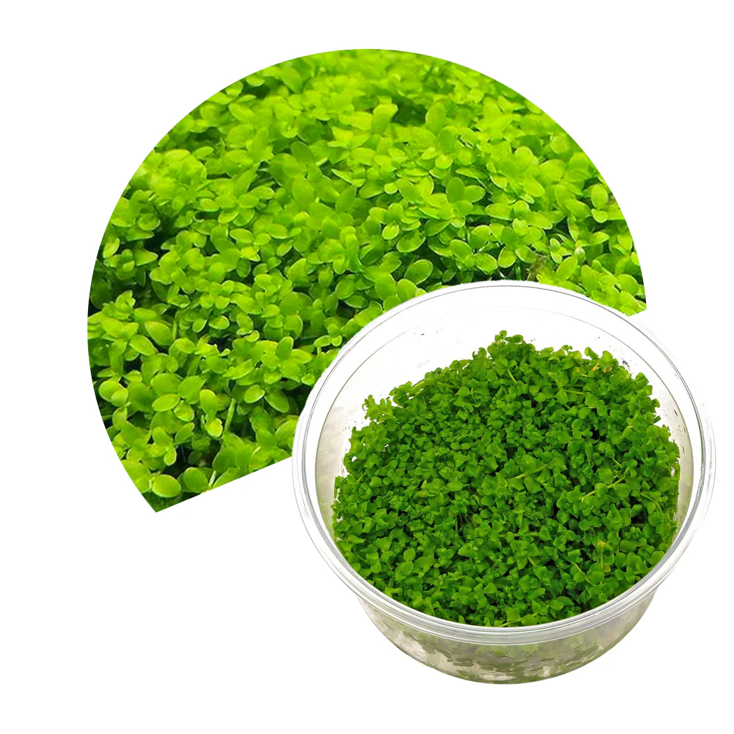 Micranthemum Monte Carlo 1-2-Grow!