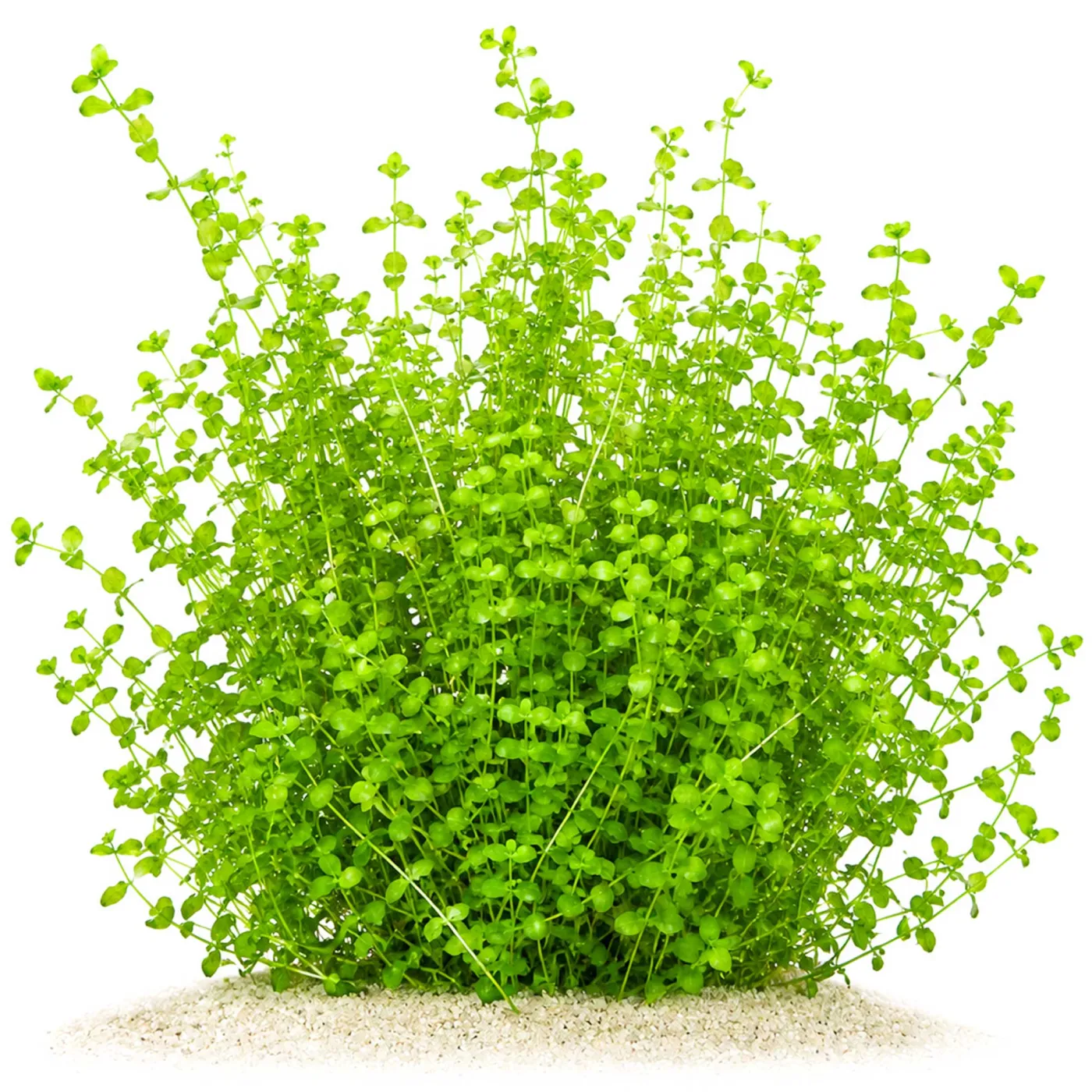 Micranthemum umbrosum | Rundblättriges Perlenkraut - in vitro XL - Ø 8,5cm