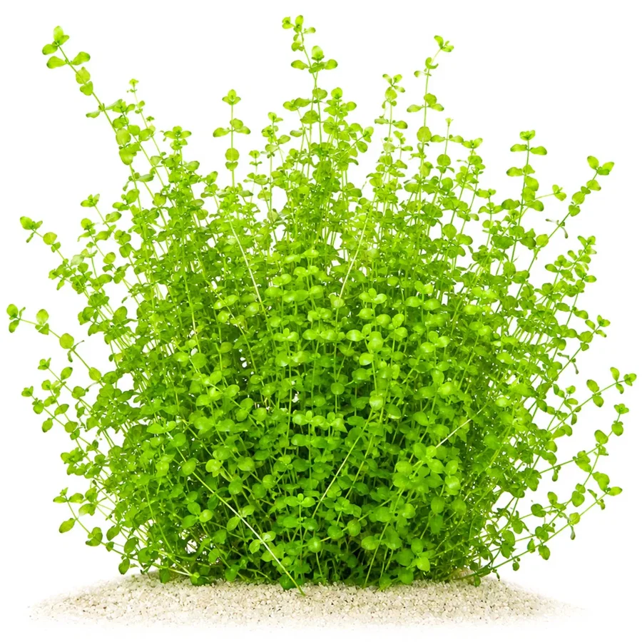 Micranthemum umbrosum | Rundblättriges Perlenkraut - in vitro XL - Ø 8,5cm