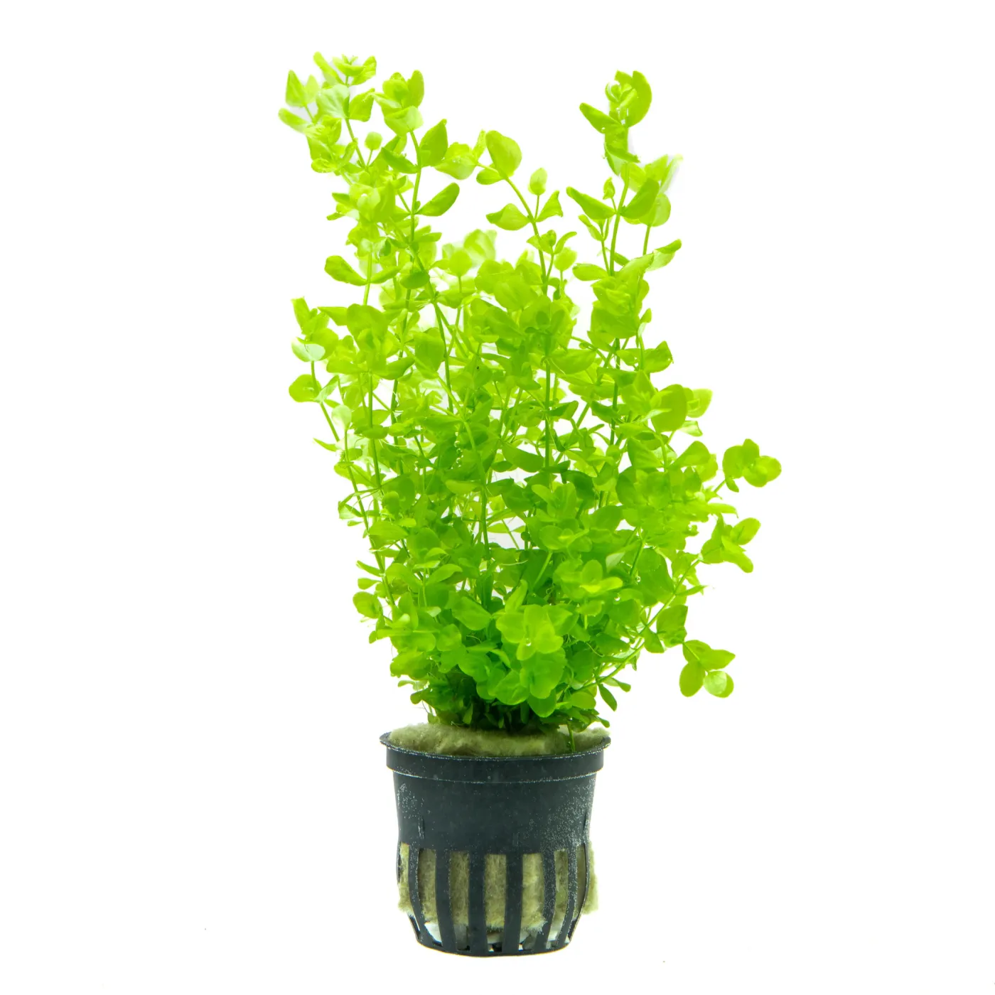 Micranthemum umbrosum - Topf