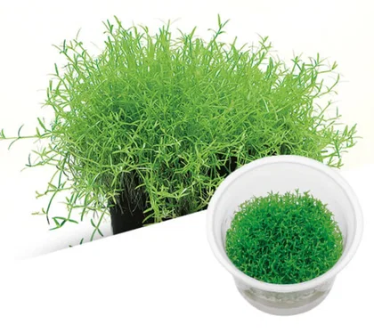 Microcarpea minima merrill