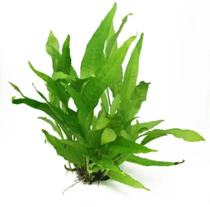 Microsorum pteropus 'Green Gnome'