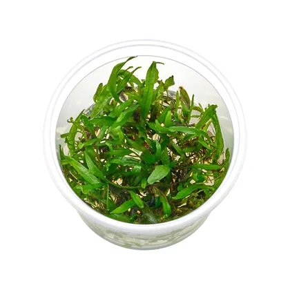 Microsorum pteropus | Javafarn - in vitro