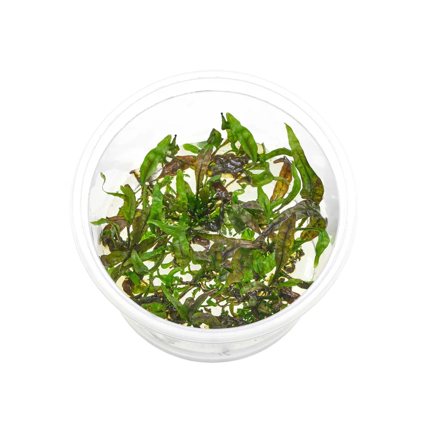 Microsorum pteropus "Orange Narrow" | Orangener Javafarn