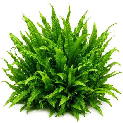 Microsorum pteropus 'Philippine' | Philippinen-Javafarn - in vitro
