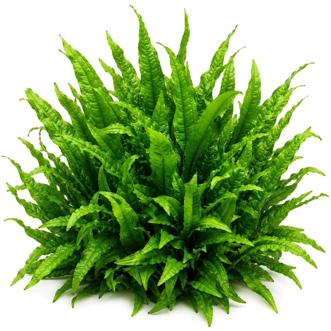 Microsorum pteropus 'Philippine' | Philippinen-Javafarn - in vitro
