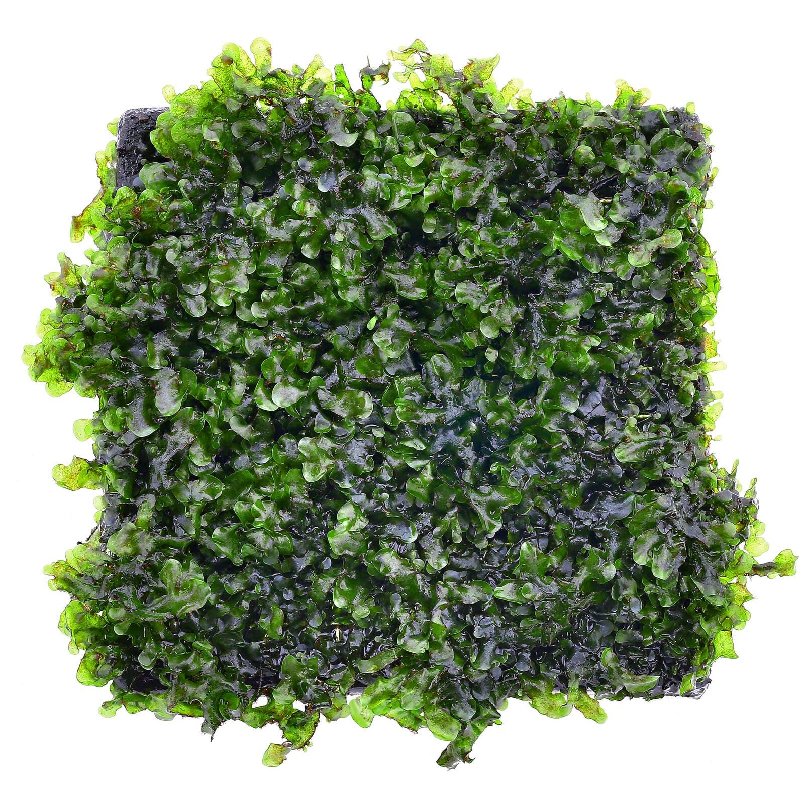 Microsorum pteropus 'Prothallium' - in Vitro