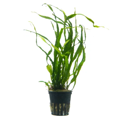 Microsorum pteropus "Taiwan Narrow"