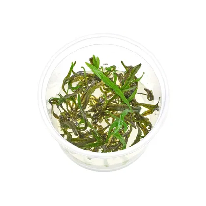 Microsorum pteropus "Trident" | Trident Javafarn - in vitro