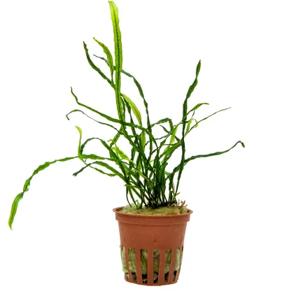 Microsorum pteropus "True Needle Leaf"