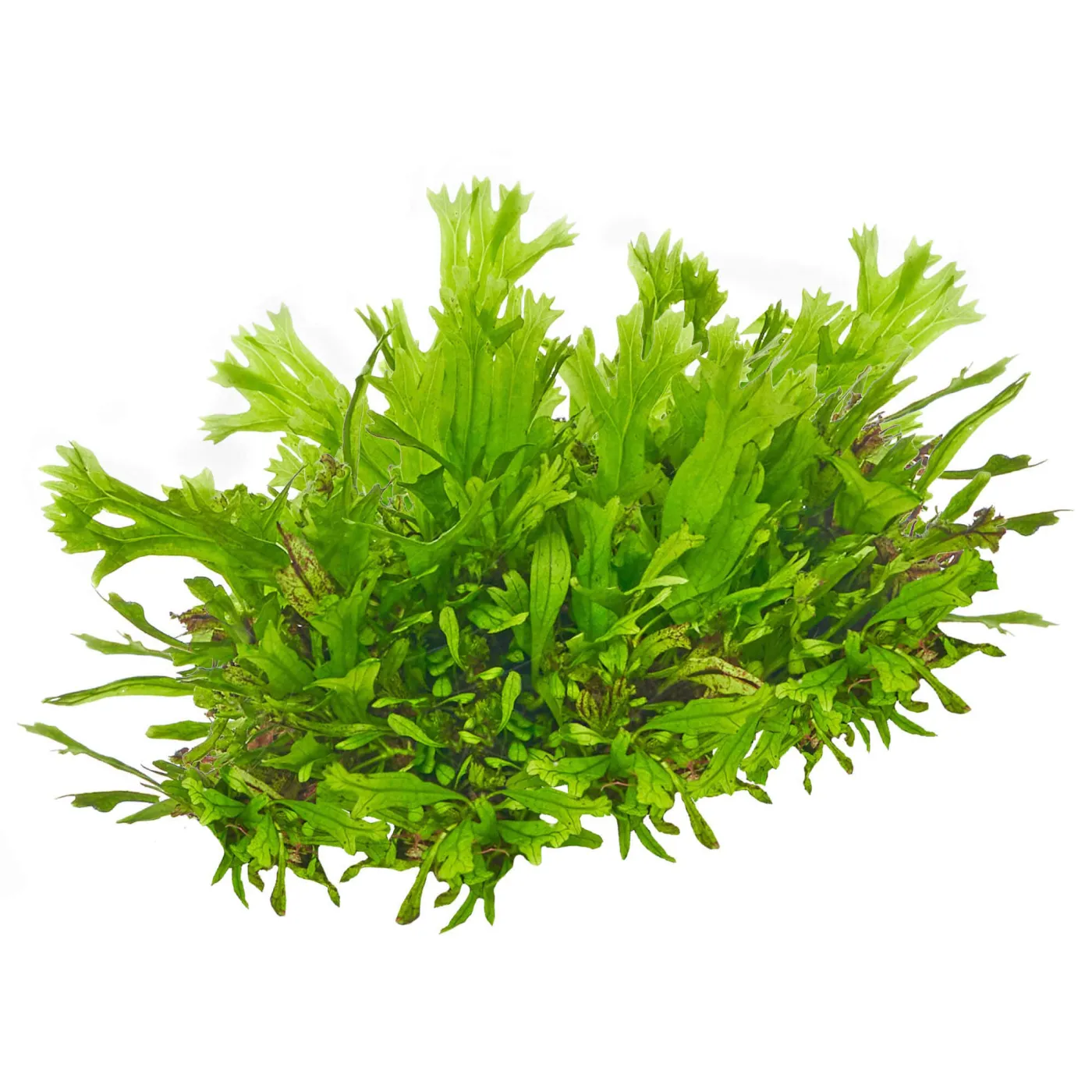 Microsorum pteropus "Windelov" | crisped leaves Javafarn - in vitro