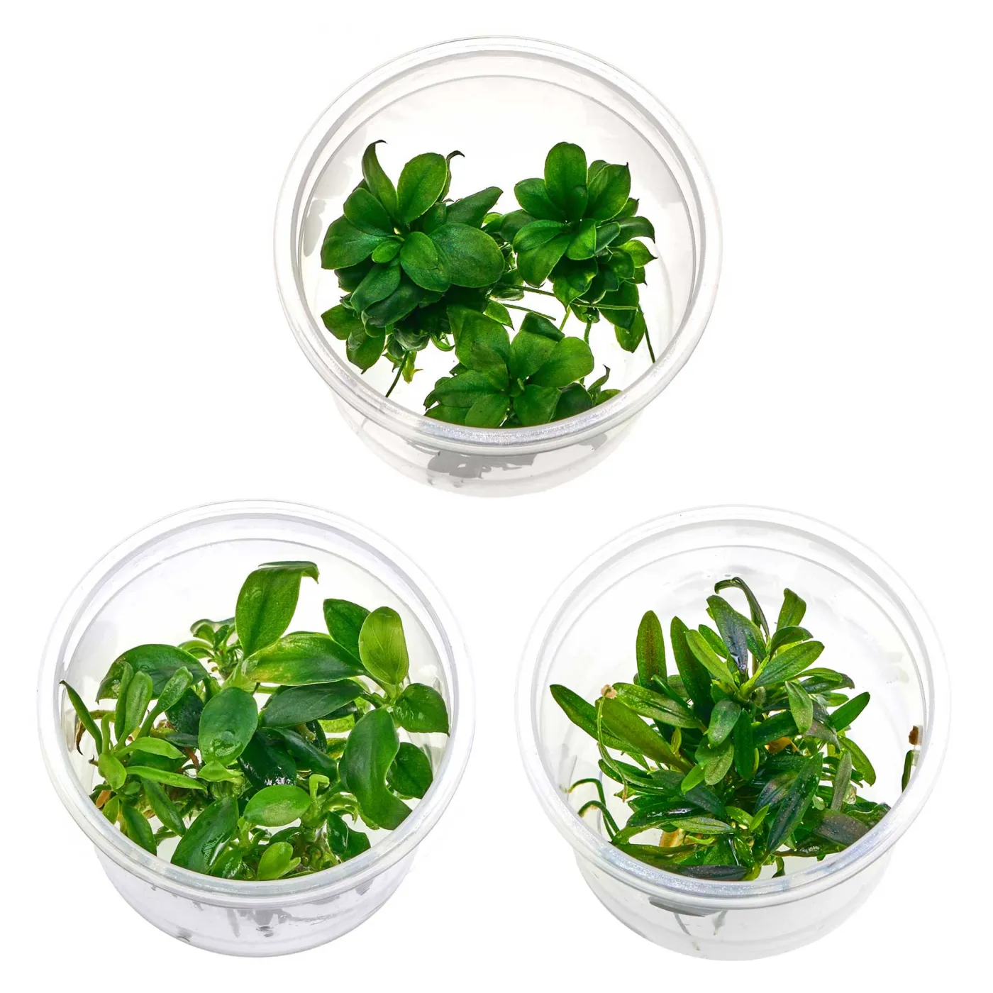 Mini Aufsitzerpflanzen Set - Baby Plants für Aquascaping & Nano-Becken