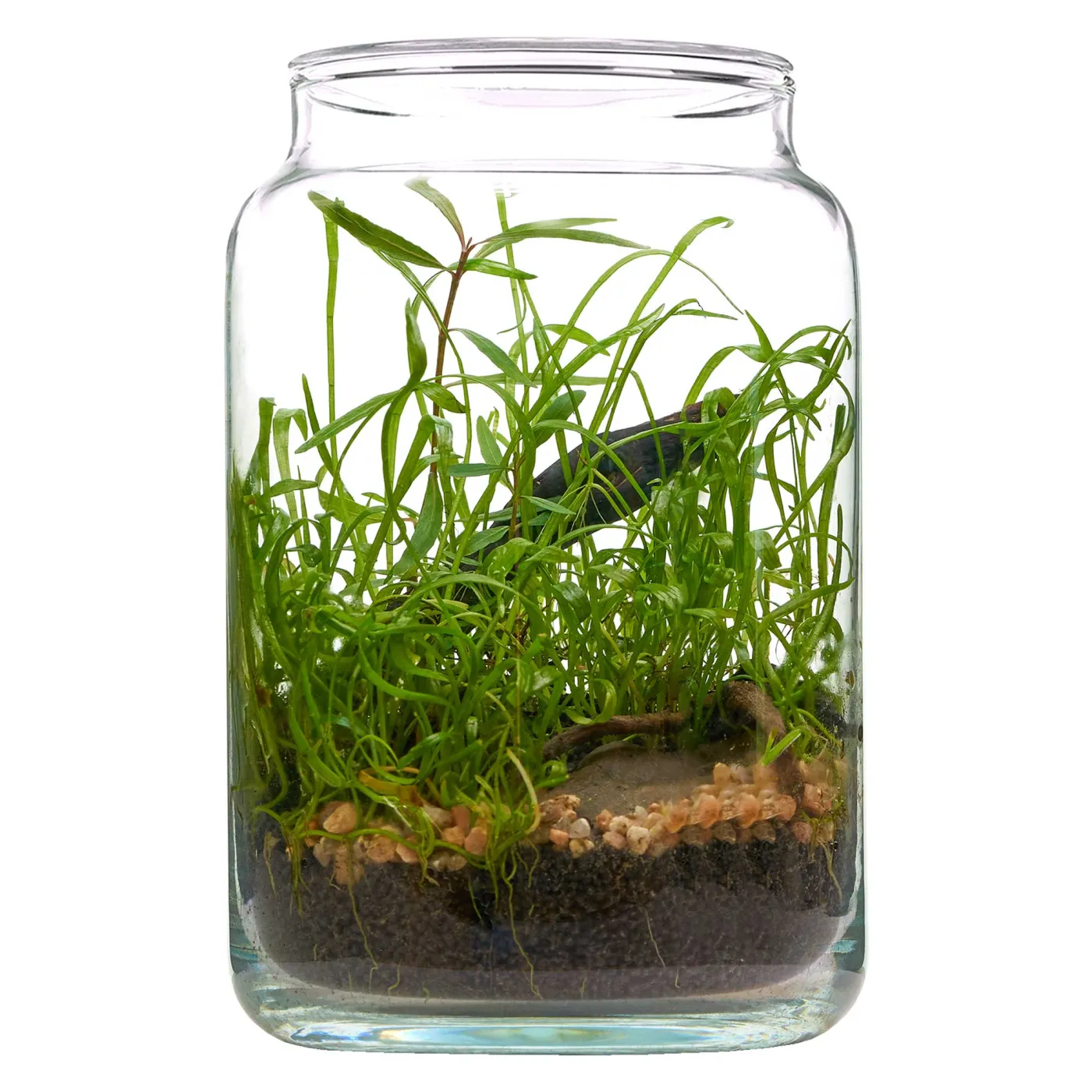Mini-Flaschengartenset mit Graspflanze - Lilaeopsis mauritiana