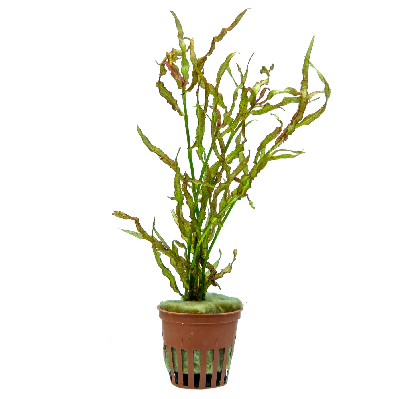 Murdannia engelsii
