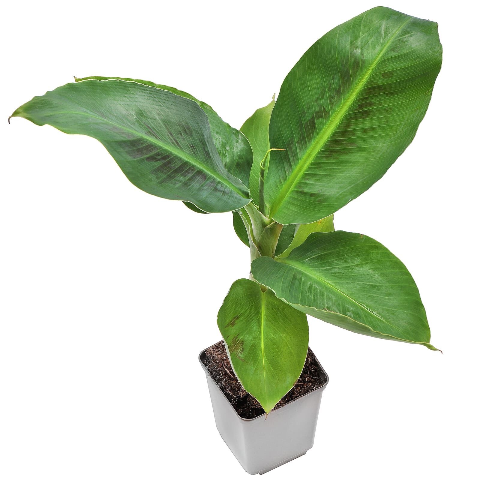 Musa acuminata 'Dwarf Cavendish' - Topf L