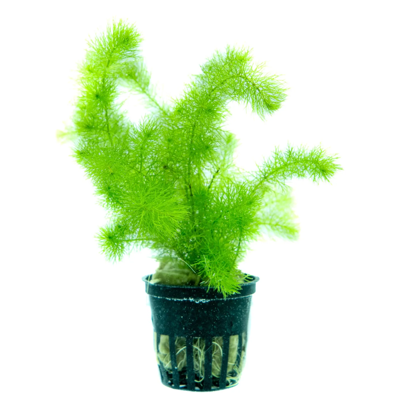 Guyana-Tausenblatt - Myriophyllum sp. Guyana - Tropica InVitro