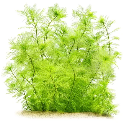 Myriophyllum mattogrossense | Tausendblatt - in vitro XL - Ø 8,5cm