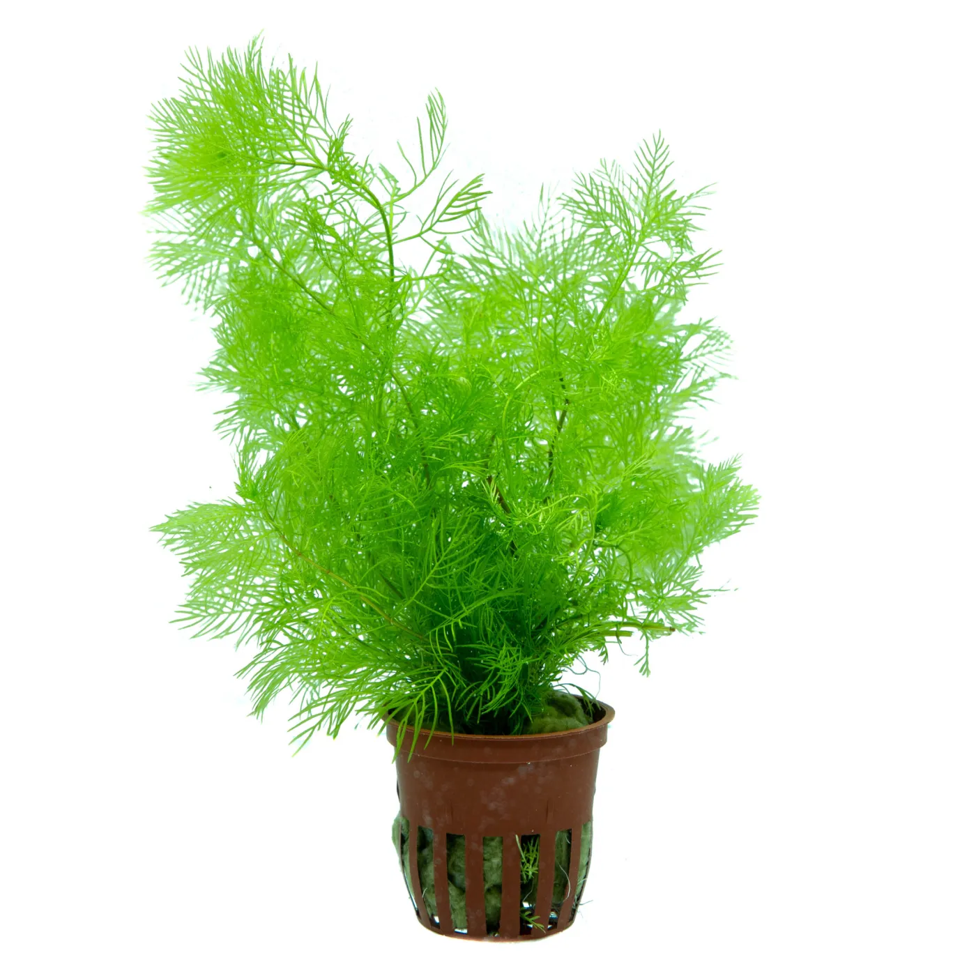 Myriophyllum mattogrossense