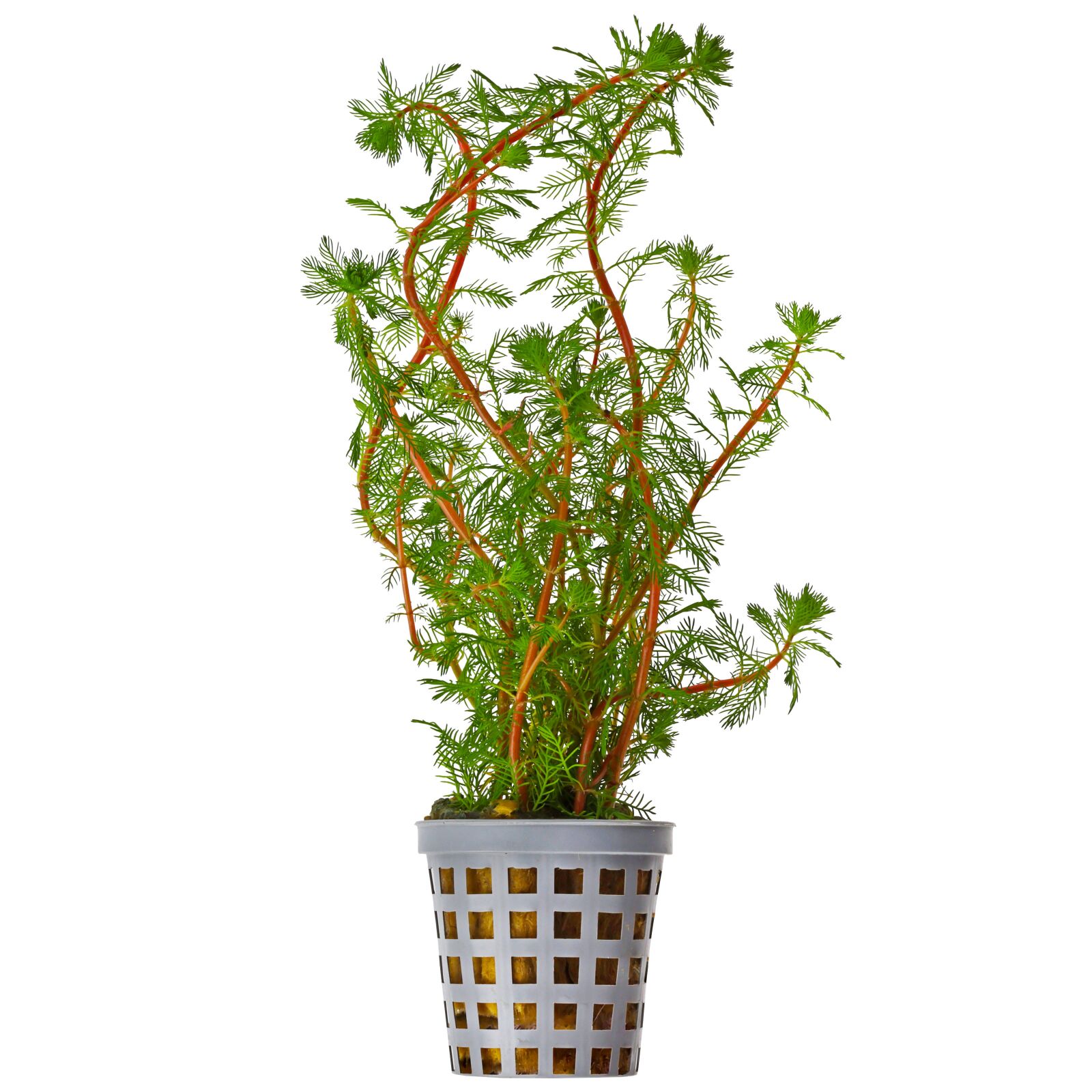 Myriophyllum rubricaule