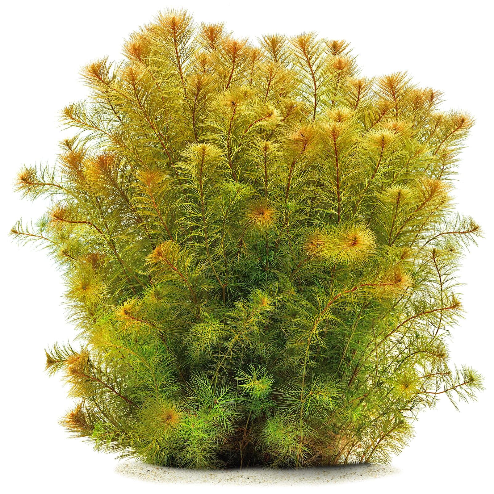 Myriophyllum sp. "Roraima"