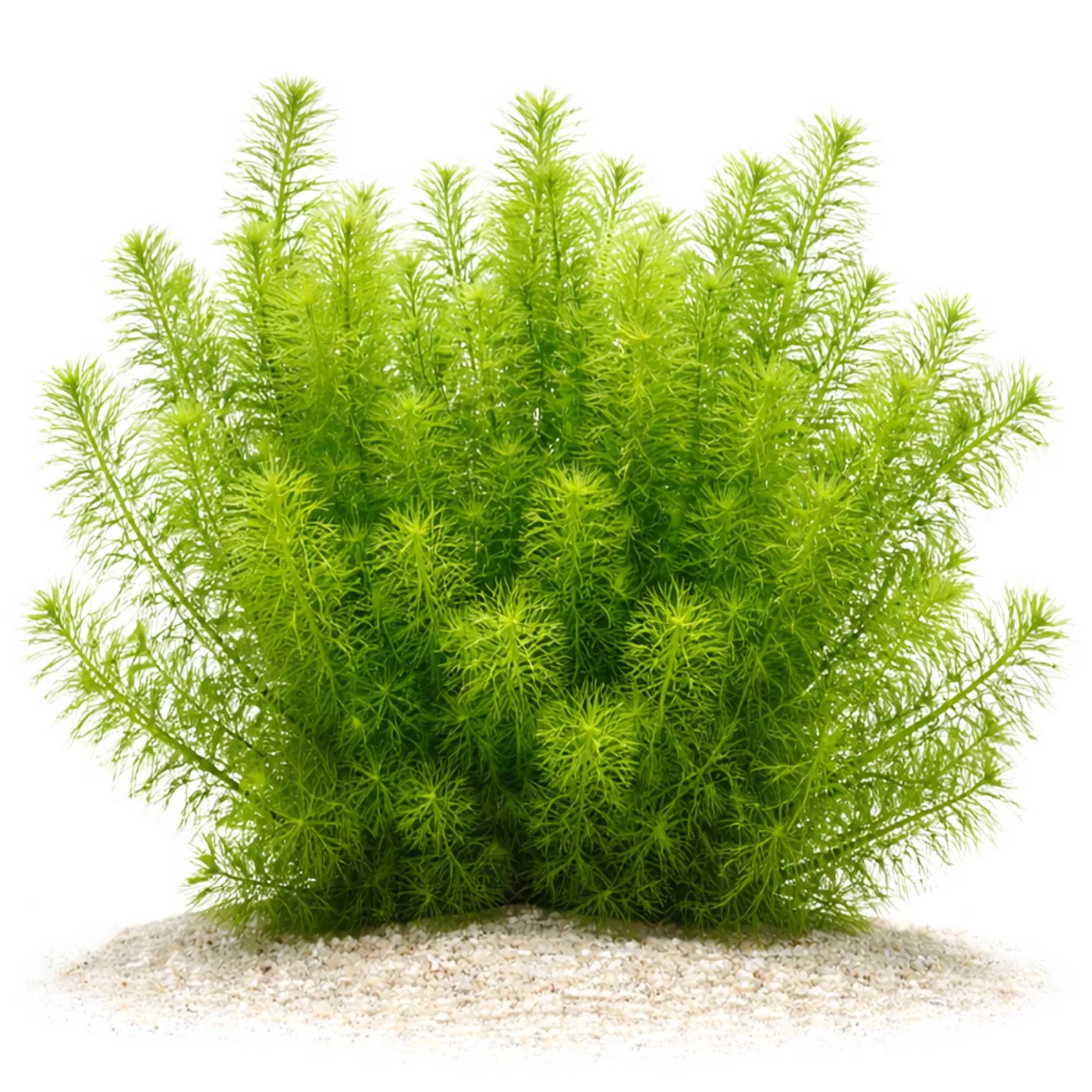 Myriophyllum sp. "Guyana" | Guyana-Tausendblatt - in vitro XL 8,5cm